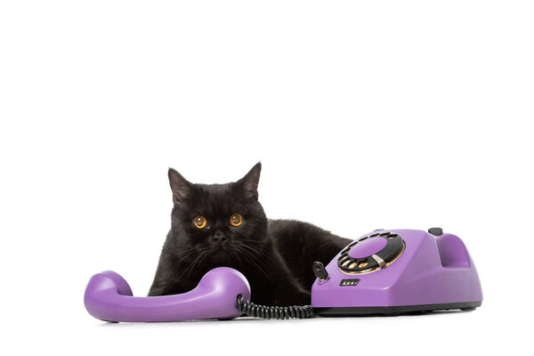 studio shot of black british shorthair cat laying near telephone and looking at camera isolated on white background 