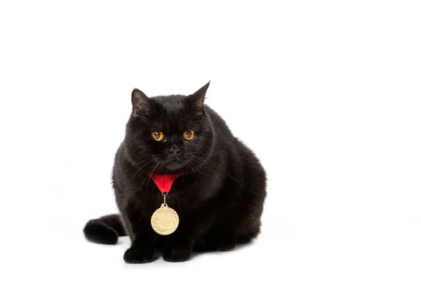 黑英国短毛猫猫摄影棚拍摄在白色背景被隔绝的金黄奖牌 — 图库照片