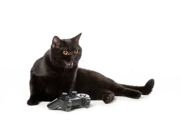Enojado Negro Británico Taquigrafía Gato Siseando Cerca Joystick Para Videojuego — Foto de Stock