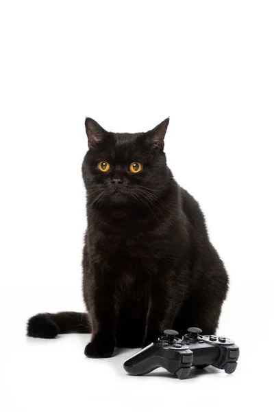 Śliczny Czarny Brytyjski Shorthaircat Pobliżu Joystick Gier Wideo Białym Tle — Darmowe zdjęcie stockowe