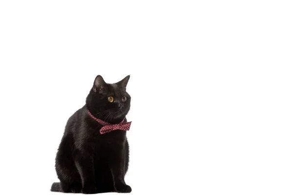 Preto Britânico Shorthair Gato Arco Gravata Olhando Para Longe Isolado — Fotografia de Stock Grátis