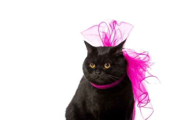 Černá Britská Krátkosrstá Kočka Růžové Slavnostní Přídi Izolovaných Bílém Pozadí — Stock fotografie