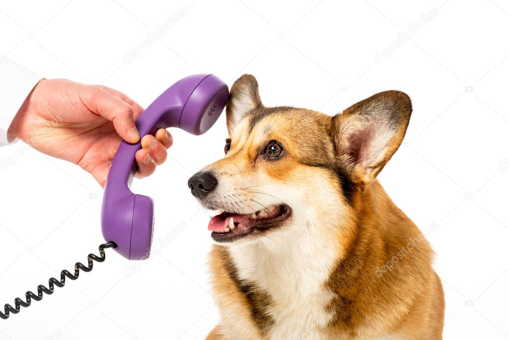 cropped image of man giving telephone tube to adorable corgi isolated on white background