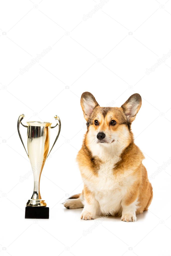 cute corgi sitting near golden trophy cup isolated on white background 