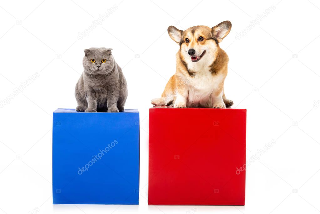 cute grey british shorthair cat with welsh corgi pembroke sitting on red and blue cubes isolated on white background 