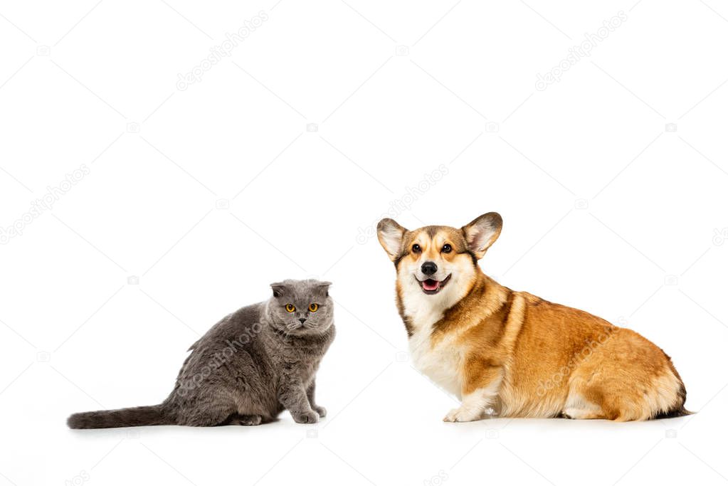 adorable grey british shorthair cat and welsh corgi pembroke sitting and looking at camera isolated on white background 