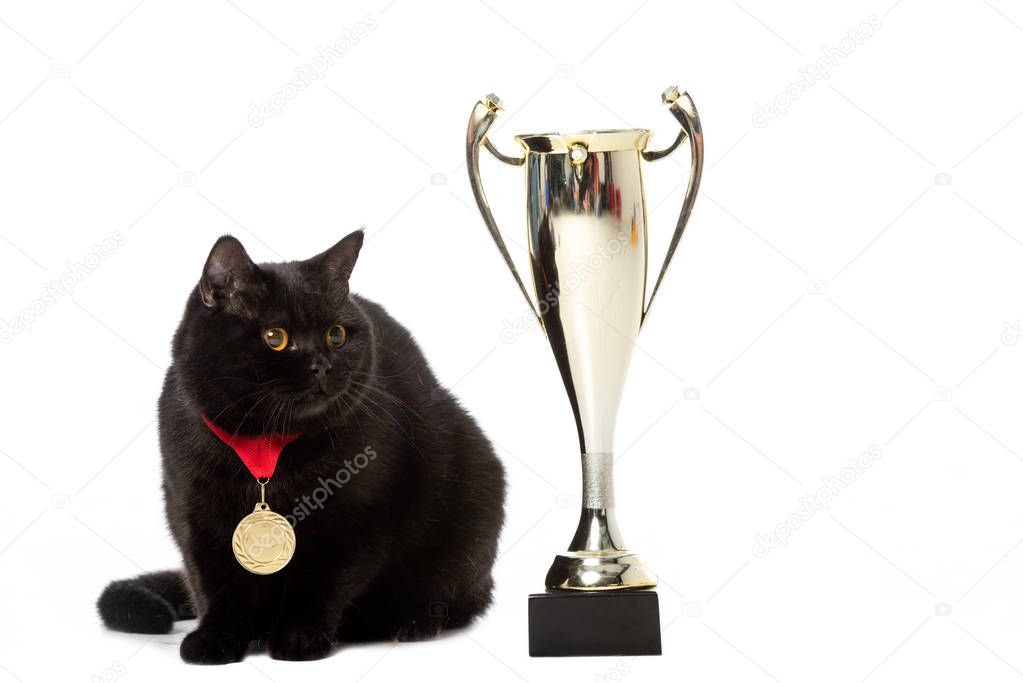 black british shorthair cat with winner medal sitting near golden trophy cup isolated on white background 