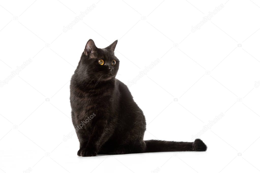 cute black british shorthair cat looking away isolated on white background 