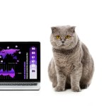 Adorable grey british shorthair cat near laptop with infrographic on screen isolated on white background