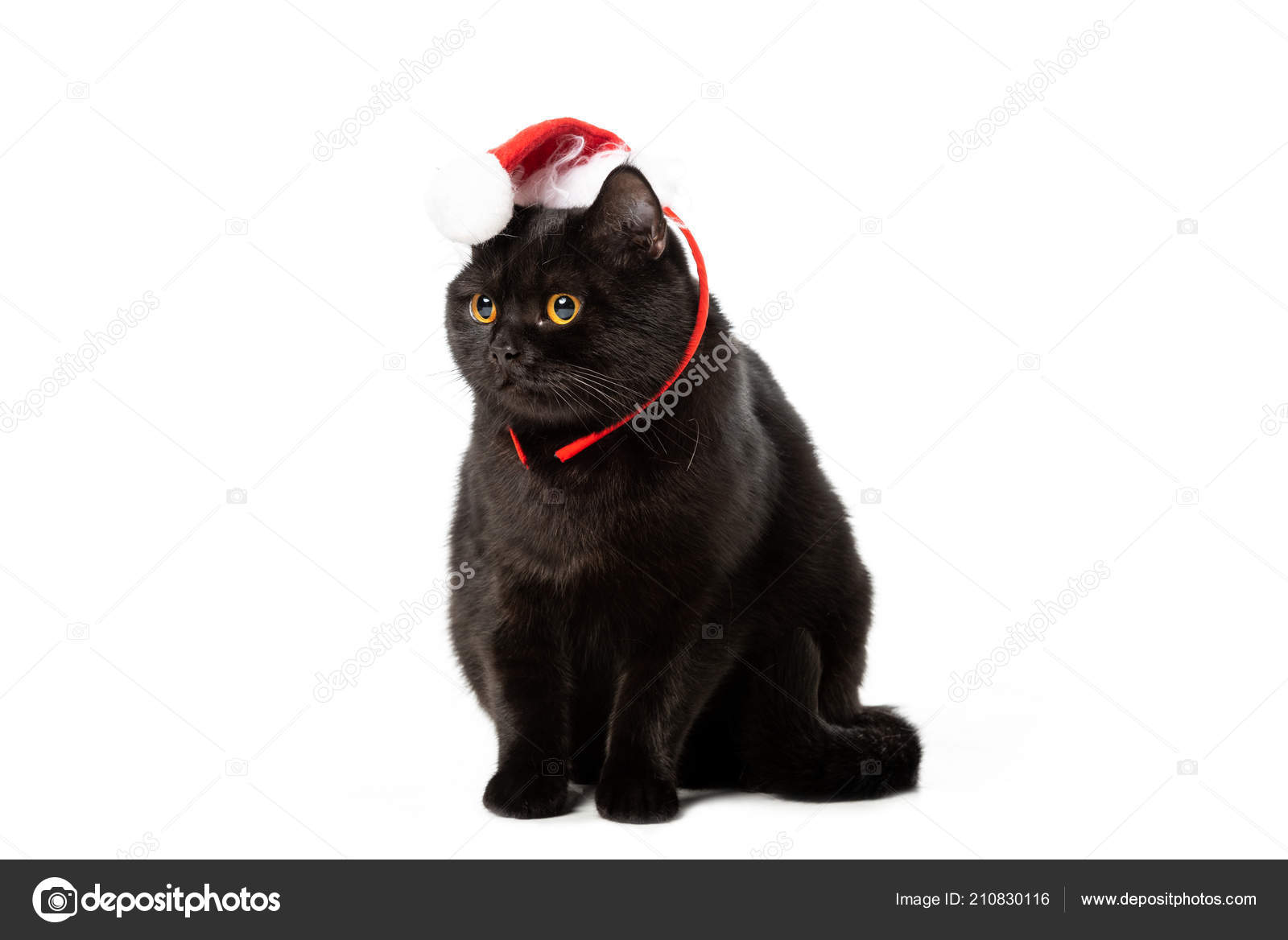 black and white british shorthair cat