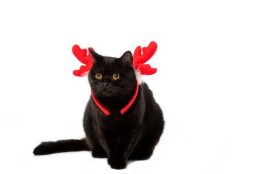siyah Britanya ile ilgili stenografi kedi beyaz arka plan üzerinde izole Noel boynuzları stüdyo çekim 