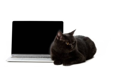 laptop ile boş bir ekran ve uzak izole beyaz arka plan üzerinde seyir yakınındaki döşeme siyah Britanya ile ilgili stenografi kedi 