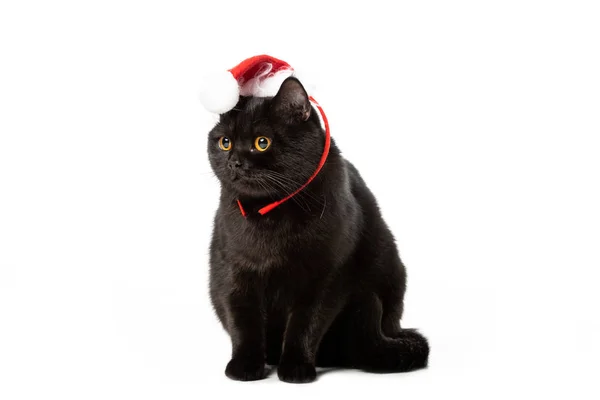 Studio Shot Black British Shorthair Cat Christmas Hat Isolated White — Free Stock Photo