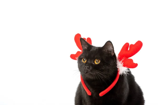 Black British Shorthair Cat Christmas Horns Isolated White Background — Stock Photo, Image