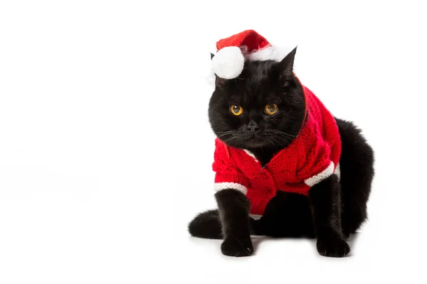Cute Black British Shorthair Cat Christmas Vest Hat Isolated White — Stock Photo, Image