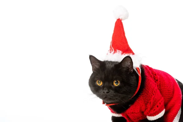 Portrait Cute Black British Shorthair Cat Christmas Vest Hat Isolated — Stock Photo, Image
