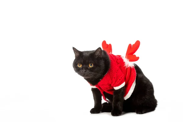 Black British Shorthair Cat Christmas Vest Horns Isolated White Background — Free Stock Photo