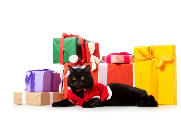 Adorable Black British Shorthair Cat Christmas Vest Hat Gift Boxes — Stock Photo, Image