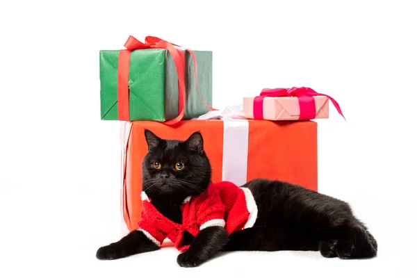 Black British Shorthair Cat Christmas Vest Looking Away Gift Boxes — Free Stock Photo