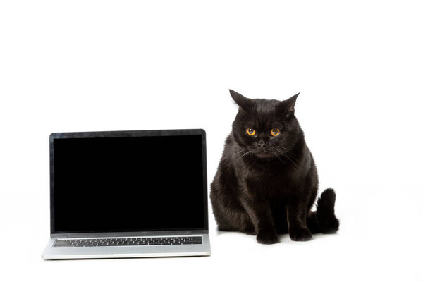 cute black british shorthair cat sitting near laptop with blank screen isolated on white background 