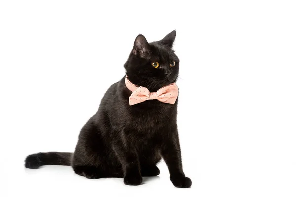 Preto Britânico Shorthair Gato Rosa Arco Gravata Isolado Fundo Branco — Fotografia de Stock