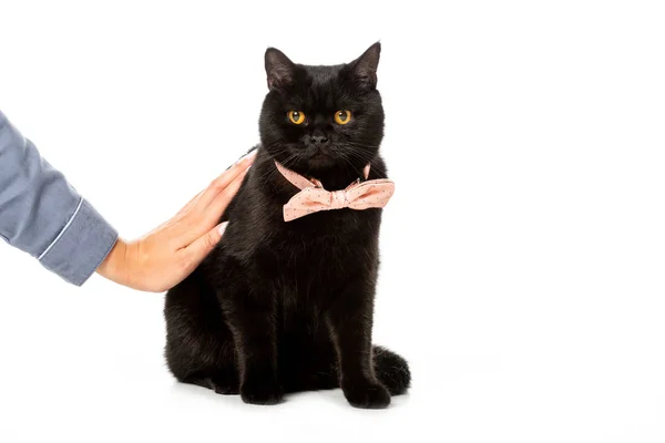 女性触摸黑色英国短毛猫猫在白色背景的粉红色弓领带隔离的部分看法 — 免费的图库照片