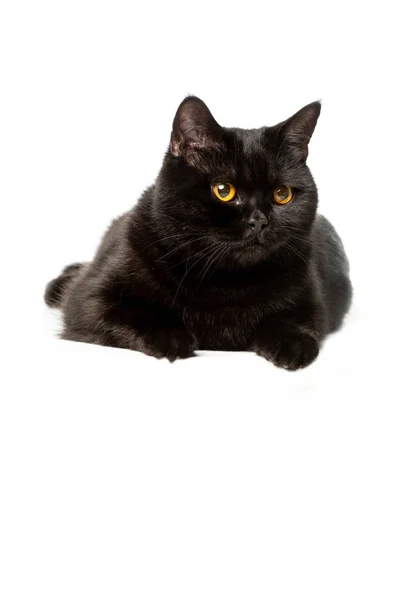 Μαύρο Βρεταννόs Στενογραφία Γάτα Που Απομονώνονται Λευκό Φόντο — Φωτογραφία Αρχείου
