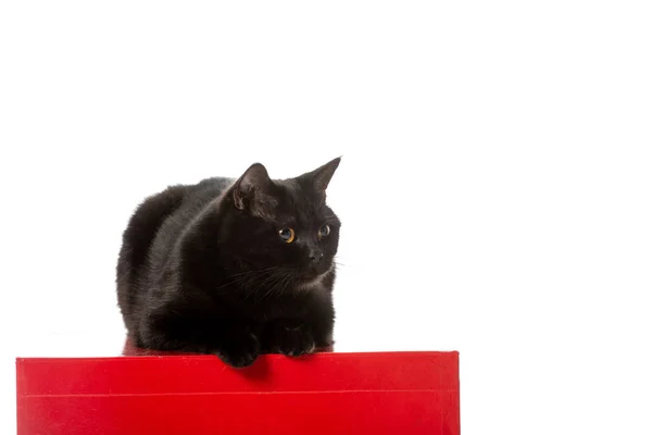 Cute Black British Shorthair Cat Siting Red Cube Isolated White — Free Stock Photo