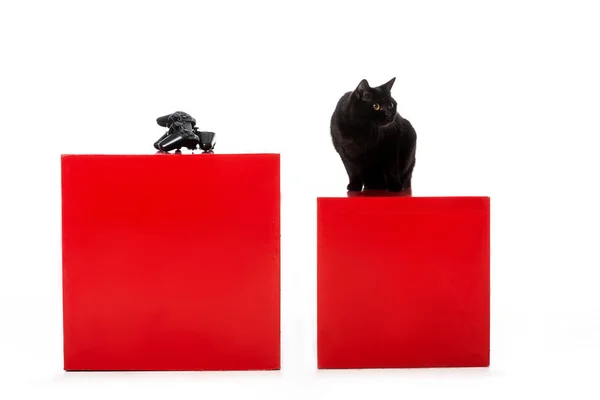 Zwarte Britse Shorthaircat Zittend Rode Kubus Buurt Van Joystick Voor — Gratis stockfoto