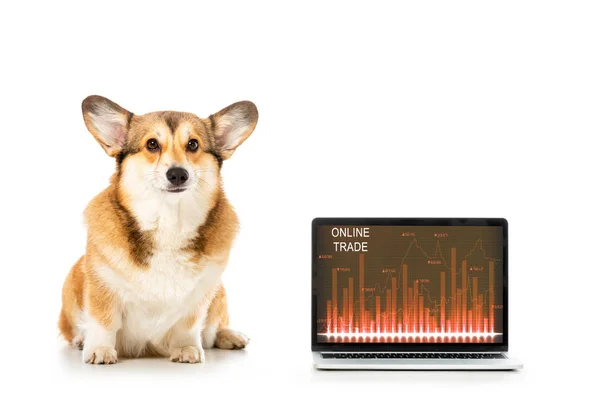 Galés Corgi Pembroke Sentado Cerca Del Ordenador Portátil Con Comercio — Foto de stock gratuita