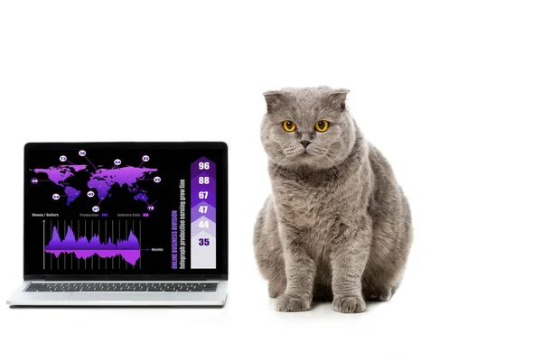 Adorável Cinza Britânico Curto Gato Perto Laptop Com Infrográfico Tela — Fotos gratuitas