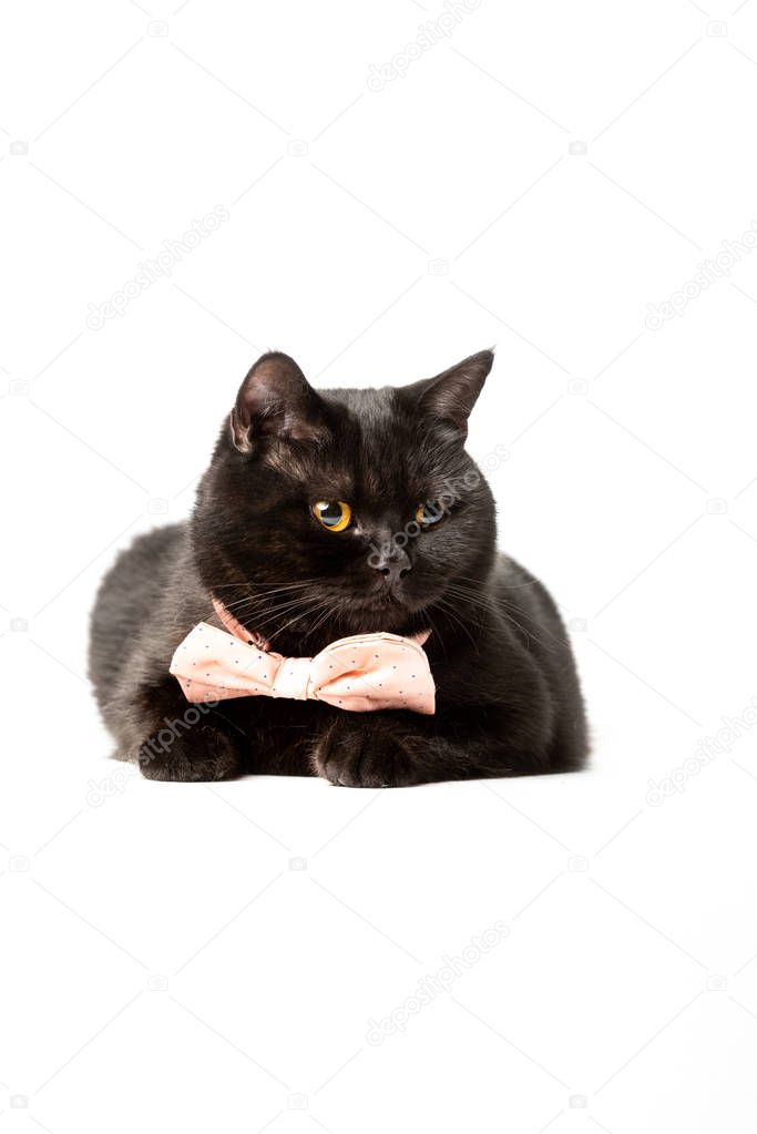 funny black british shorthair cat in pink bow tie isolated on white background 
