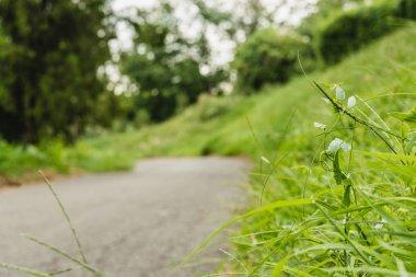 Asfalt yol ile ön plan üzerinde yeşil çim yeşil çayır yakınındaki