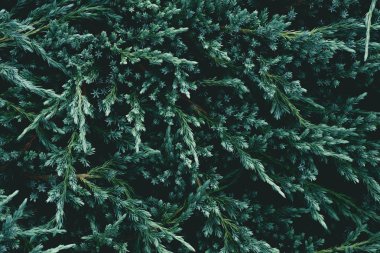 full frame shot of beautiful fir branches for background clipart