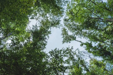 bottom view of blue sky through tree branches clipart