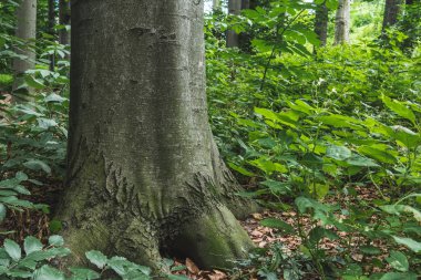 yakın çekim çekim ormanda büyüyen büyük ağaç gövdesi