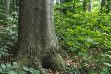 close-up shot of massive tree trunk growing in forest clipart