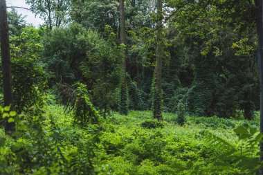 tranquil shot of forest with ground covered with green vine clipart