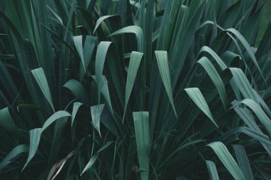 full frame shot of green bush for background clipart