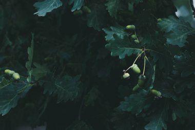 close-up shot of green oak branches with acorns clipart
