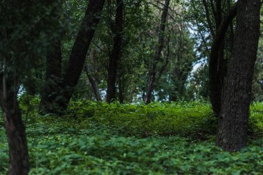 scenic shot of beautiful forest with ground covered with leaves clipart