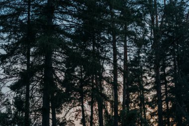 arka plan üzerinde günbatımı gökyüzü ile çam ağaçlarının silhouettes