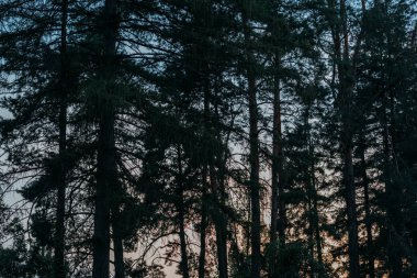 silhouettes of pine trees with sunset sky on background clipart