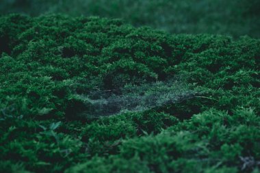 full frame shot of green fir bush with spider web on branches for background clipart