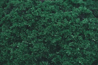 full frame shot of green fir bush for background clipart