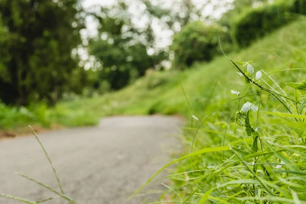 Asfaltweg Buurt Van Groene Weide Met Groen Gras Voorgrond — Stockfoto