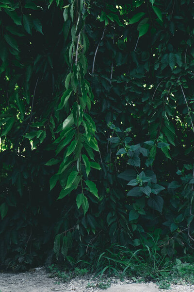 close-up shot of beautiful green branches over pathway