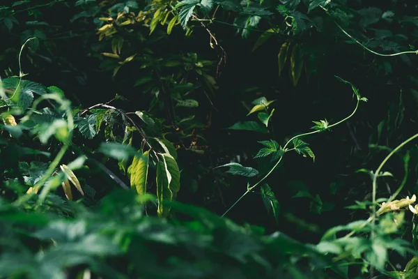 Primer Plano Las Ramas Verdes Bosque — Foto de stock gratis