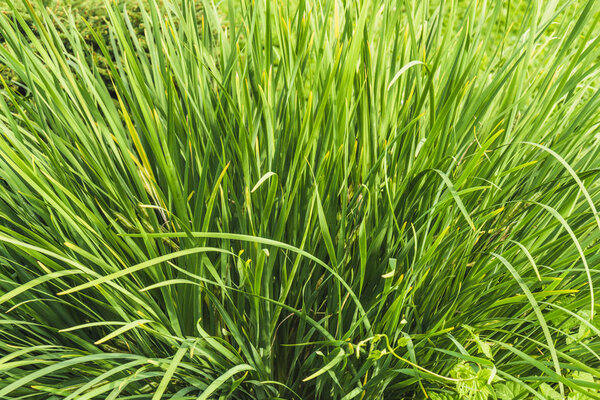 full frame shot of green grass for background