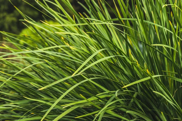 Primer Plano Hierba Verde Prado Del Bosque — Foto de Stock